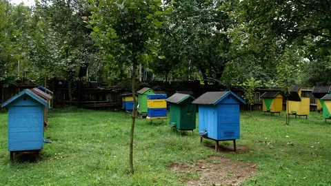 Bees and Behives Stock Footage 162329880