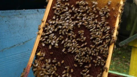 Bees and Behives Stock Footage 162329915