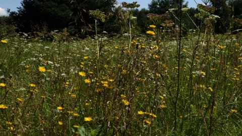 Bees and Behives 스톡 동영상 162329964