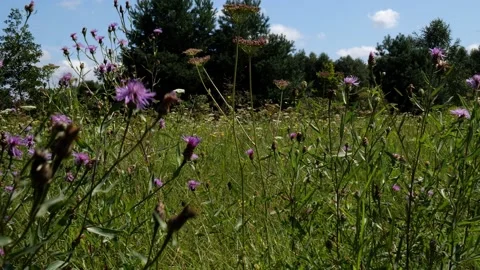 Bees and Behives Stock Footage 162329976