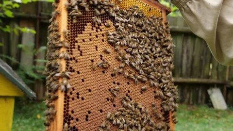 Bees and Behives Stock Footage 162330019