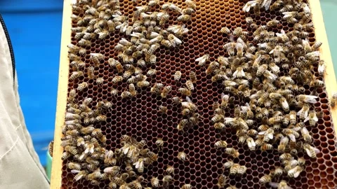 Bees and Behives 스톡 동영상 162330053