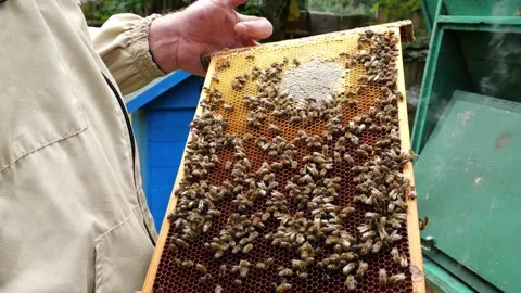 Bees and Behives 스톡 동영상 162330055