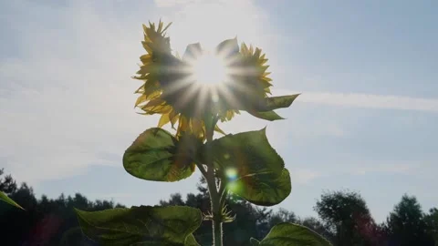 Bees and Behives Stock Footage 162330068