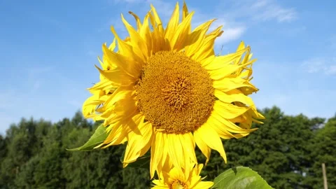 Bees and Behives 스톡 동영상 162330070