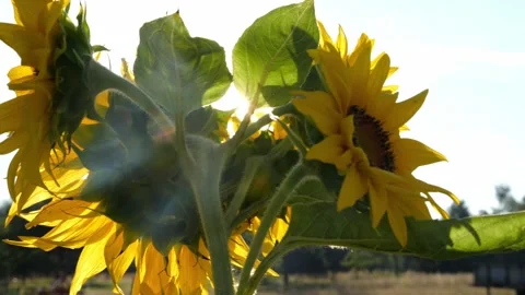 Bees and Behives Stock Footage 162330122