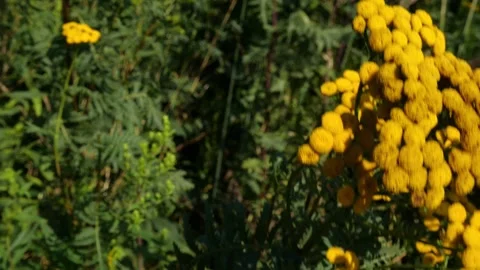 Bees and Behives Stock Footage 162330226