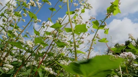 Bees and Behives 스톡 동영상 162330232