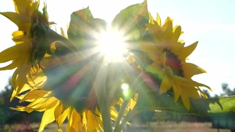 Bees and Behives 스톡 동영상 162330256