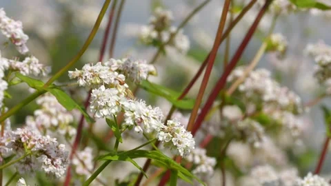 Bees and Behives 스톡 동영상 162330304