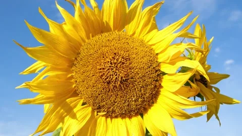 Bees and Behives 스톡 동영상 162330326