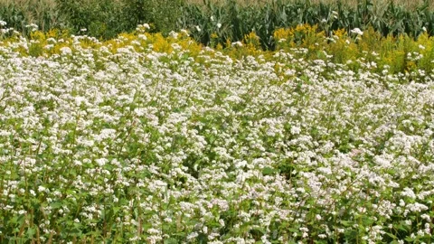 Bees and Behives Stock Footage 162330330