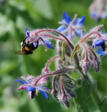Bees and Borage Stock Photos