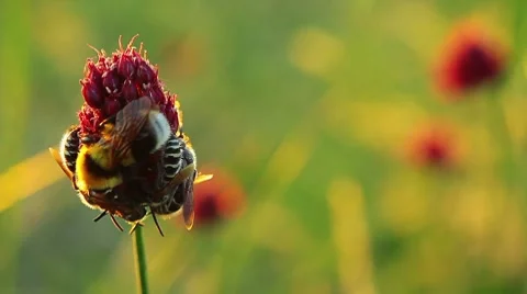 Bees and bumble-bee on a flower Stock Footage 8637406