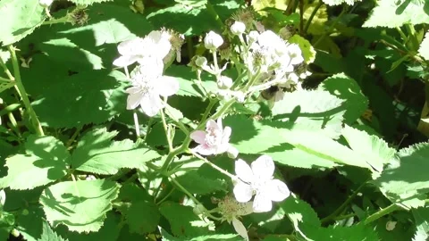 Bees and bumblebees in forest flowers Stock Footage 336393589