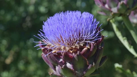 Bees and bumblebees sucking nectar on blue artichoke flowers on a sunny day. Stock Footage 125764656