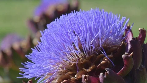 Bees and bumblebees sucking nectar on blue artichoke flowers on a sunny day. Stock Footage