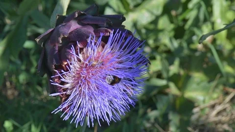 Bees and bumblebees sucking nectar on blue artichoke flowers on a sunny day. Stock Footage 125768895