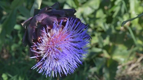 Bees and bumblebees sucking nectar on blue artichoke flowers on a sunny day. Stock Footage 125770147