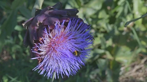 Bees and bumblebees sucking nectar on blue artichoke flowers on a sunny day. Stock Footage 125833225