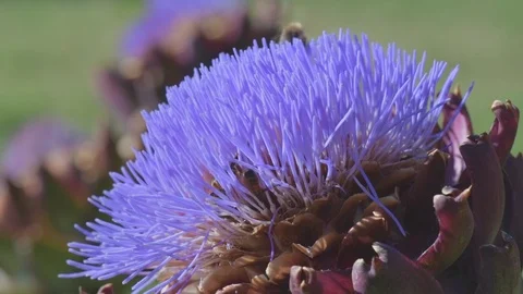 Bees and bumblebees sucking nectar on blue artichoke flowers on a sunny day. Video stock 125833320