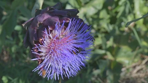 Bees and bumblebees sucking nectar on blue artichoke flowers on a sunny day. Stock Footage 125833443