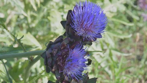Bees and bumblebees sucking nectar on blue artichoke flowers on a sunny day. Stock Footage 125833455