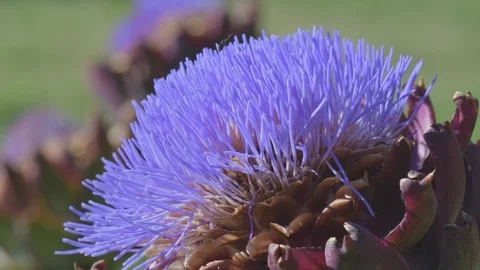 Bees and bumblebees sucking nectar on blue artichoke flowers on a sunny day. Stock Footage 125833571