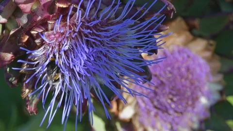 Bees and bumblebees sucking nectar on blue artichoke flowers on a sunny day. Stock Footage 125948786