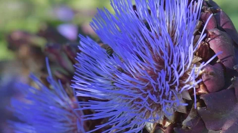Bees and bumblebees sucking nectar on blue artichoke flowers on a sunny day. Stock Footage 125949034