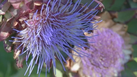 Bees and bumblebees sucking nectar on blue artichoke flowers on a sunny day. Stock Footage 125949892
