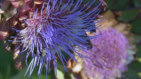 Bees and bumblebees sucking nectar on blue artichoke flowers on a sunny day. Stock Footage 125950008