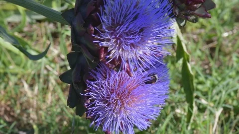Bees and bumblebees sucking nectar on blue artichoke flowers on a sunny day. Stock Footage 125954467