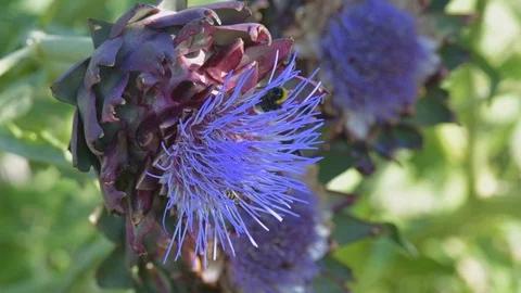Bees and bumblebees sucking nectar on blue artichoke flowers on a sunny day. Stock Footage 125955341