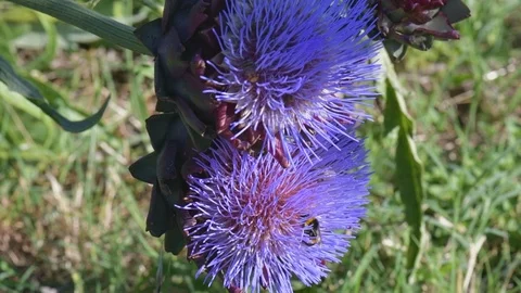 Bees and bumblebees sucking nectar on blue artichoke flowers on a sunny day. Stock Footage 125956071