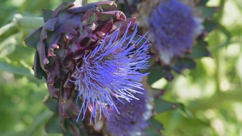 Bees and bumblebees sucking nectar on blue artichoke flowers on a sunny day. Stock Footage 125956643
