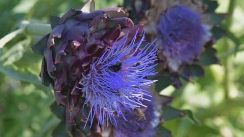 Bees and bumblebees sucking nectar on blue artichoke flowers on a sunny day. Stock Footage 125956868