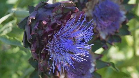 Bees and bumblebees sucking nectar on blue artichoke flowers on a sunny day. Stock Footage 125956900