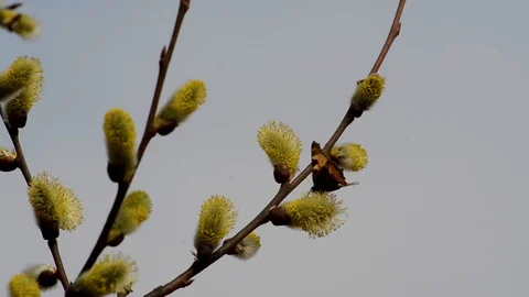Bees and butterflies gather the nectar from the blossoming willow in spring Stock Footage 89189529