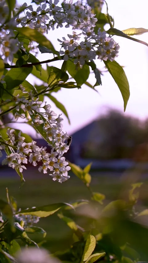 Bees and caterpillars on a bright flowering cherry tree Stock Footage