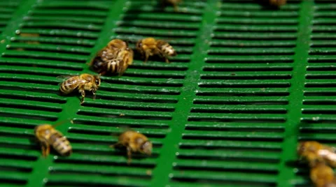 Bees and the Drone Bee Stock Footage 39951900