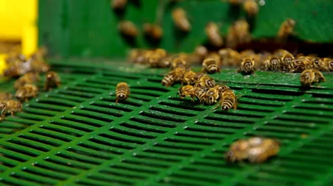 Bees and the Drone Bee Stock Footage 39951918