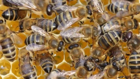 Bees and Drone on honeycombs with nectar and honey Stock Footage 116506090