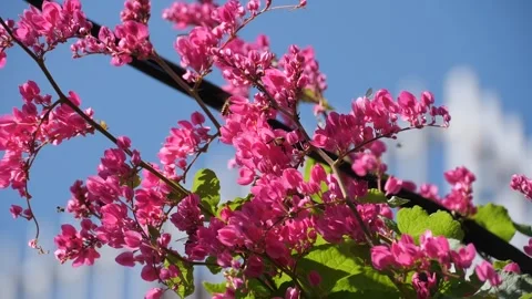 Bees and flower dancing under the Blue Sky Stock Footage 274439573