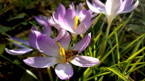 Bees and flower Video stock 49682165