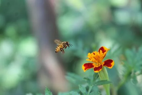 Bees and flower Fotos de archivo
