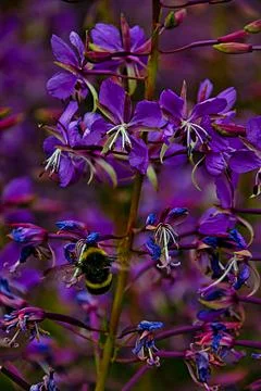 Bees and flower on the shore of Lago Baccio Stock Photos