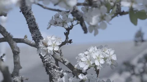 Bees and flowering tree Stock Footage 48917349