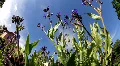 Bees and Flowers 3690 HD Footage