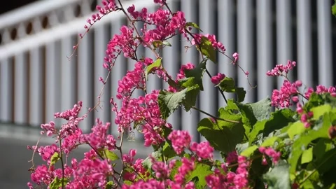 Bees and flowers dancing together A Stock Footage 274439822